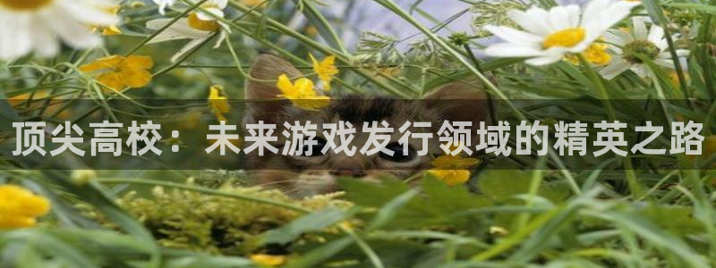 顺盈娱乐平台最新活动消息